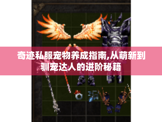 奇迹私服宠物养成指南,从萌新到驯宠达人的进阶秘籍