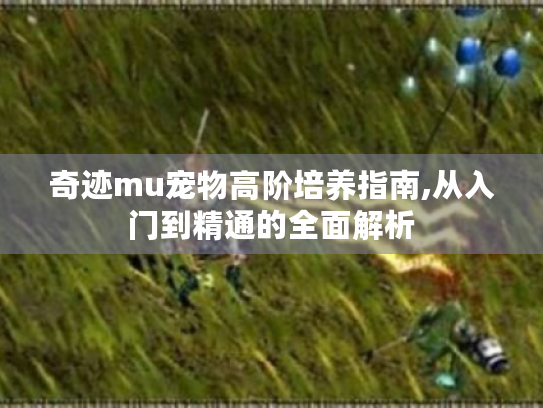 奇迹mu宠物高阶培养指南,从入门到精通的全面解析