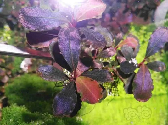 探秘光与影33号繁叶结:独家攻略,多图揭秘！