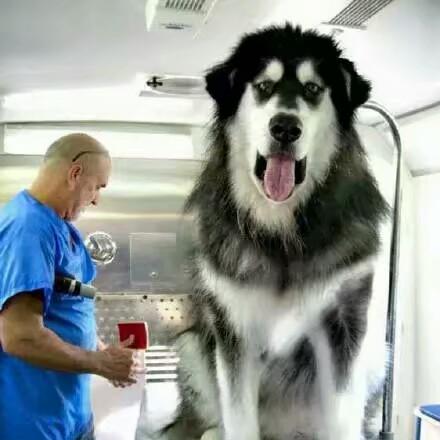 《阿拉斯加》Steam新游：色彩盛宴动作冒险，探索极地奇遇