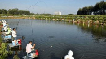 《一方灵田钓鱼攻略：轻松捕获灵田鱼儿》