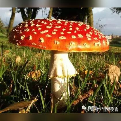 《巫师3》高清更新:毒蘑菇材质惊艳对比,视觉盛宴! 《巫师3》高清更新:毒蘑菇材质惊艳对比,视觉盛宴!