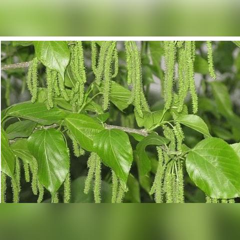 《英雄无敌7》宝物图鉴：全宝物套装效果一览攻略