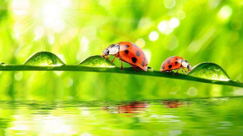 《心动小镇七星瓢虫捕捉攻略：隐藏位置大揭秘》