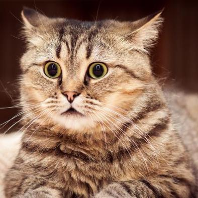 《矮人要塞》Steam版最强Mod即将上线！独家揭秘！