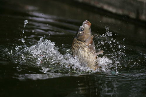 《绝区零》钓鱼达人攻略:轻松全五星捕获近海鱼 《绝区零》钓鱼达人攻略:轻松全五星捕获近海鱼