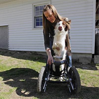 《边境轮椅升级攻略：打造最强战车》