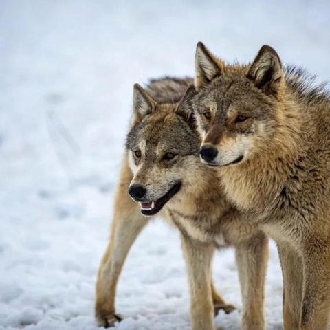《饿狼传说群狼之城》安全跳攻略：群狼之城生存技巧揭秘