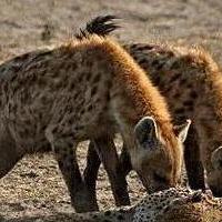 《海底大猎杀》鱼类全解析：新手必看入门攻略