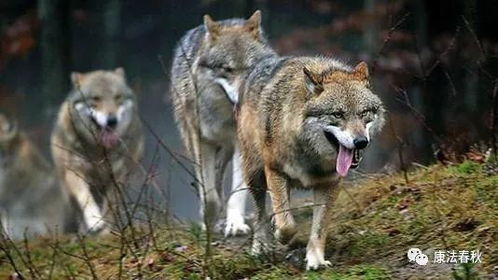 《饿狼传说群狼之城》安迪CG:揭秘群狼之城背后的故事 《饿狼传说群狼之城》安迪CG:揭秘群狼之城背后的故事