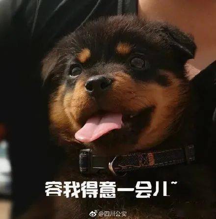 《合金装备5》萌犬驾机奇遇记,独家截图曝光! 《合金装备5》萌犬驾机奇遇记,独家截图曝光!