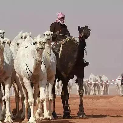 沙特电竞世界杯奖金破4亿！Dota2、LOL等热门赛事等你来战