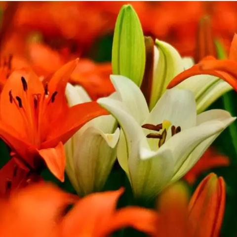 《牧场物语:希望之光》PC版11月上市,重温田园生活新篇章 《牧场物语:希望之光》PC版11月上市,重温田园生活新篇章