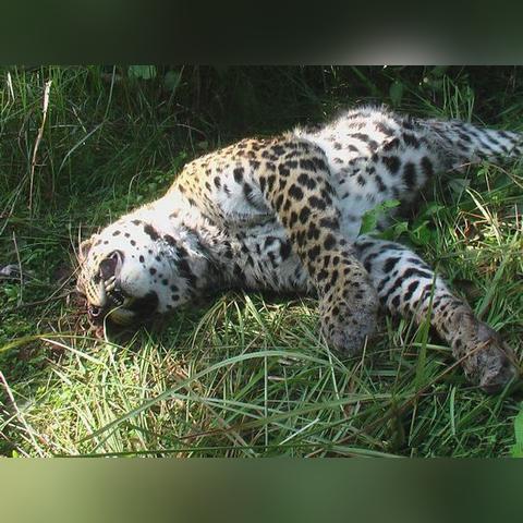 《猎杀求生：怪异先生，你逃得掉吗？》