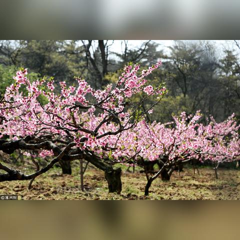 《荒野大镖客2》摄影师任务攻略:轻松解锁世外桃源摄影秘籍 《荒野大镖客2》摄影师任务攻略:轻松解锁世外桃源摄影秘籍