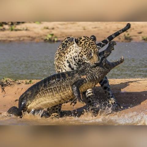《怪物猎人荒野》雪狮子藏身之地揭秘 《怪物猎人荒野》雪狮子藏身之地揭秘