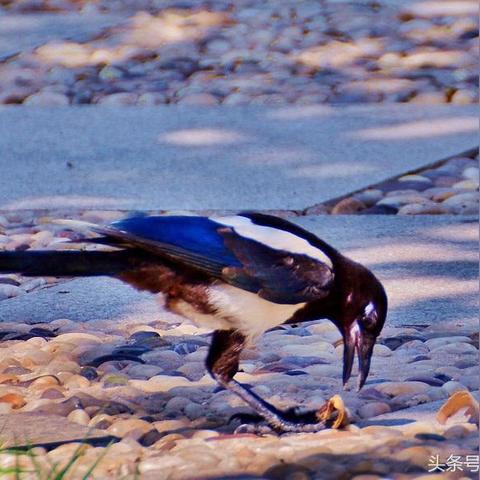 《往日不再》全感染区揭秘：巢穴位置全攻略