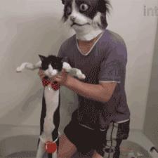 《动物井》猫咪解救攻略：高效指令速查秘籍