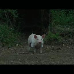 《狙击精英4》爆头神技重燃战场，实战演示惊心动魄