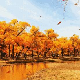 《鸣潮》叶落无声宝箱速寻攻略，隐藏宝藏一网打尽