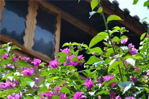 羊蹄山之魂花径攻略:高效获取花径秘籍大揭秘 羊蹄山之魂花径攻略:高效获取花径秘籍大揭秘