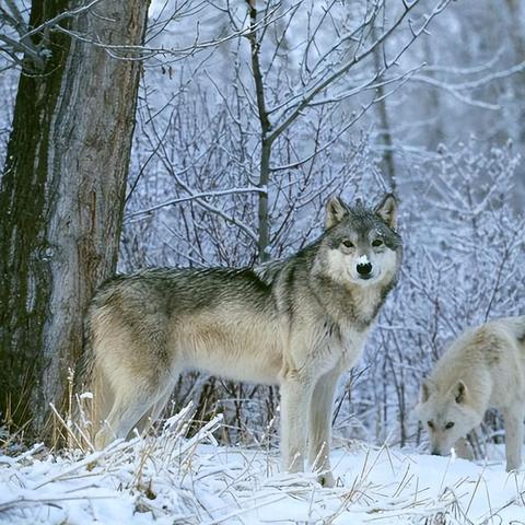 《饿狼传说》新手连招攻略:掌握群狼之城战斗精髓,轻松上分! 《饿狼传说》新手连招攻略:掌握群狼之城战斗精髓,轻松上分!