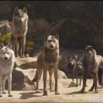 《饿狼传说》SCS2025第十周精彩瞬间盘点,群狼之城战况揭秘! 《饿狼传说》SCS2025第十周精彩瞬间盘点,群狼之城战况揭秘!