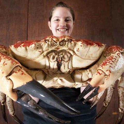 《超自然行动组》蝙蝠攻略：高效应对与捕捉技巧揭秘