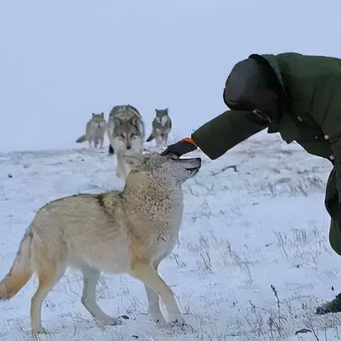 《饿狼传说》连招攻略：群狼之城肯板边连段技巧揭秘