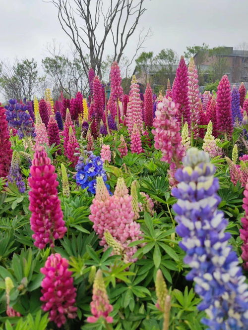 《原神》流彩追踪攻略揭秘:解锁紫色颜料技巧全解析 《原神》流彩追踪攻略揭秘:解锁紫色颜料技巧全解析