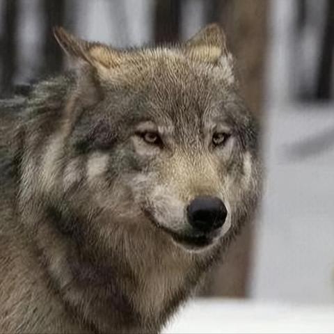 《饿狼传说》SCS2025第八周精彩瞬间盘点,群狼之城战况揭秘! 《饿狼传说》SCS2025第八周精彩瞬间盘点,群狼之城战况揭秘!