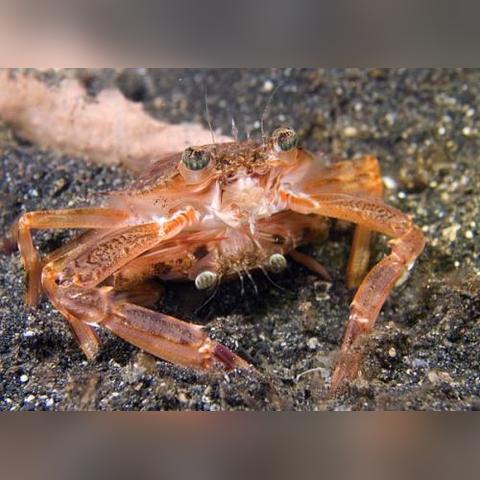 《池塘清洁》Steam独占，多样玩法打造沉浸体验