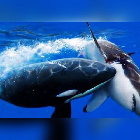 原班人马打造，全平台同步，《星之海洋》系列新作震撼来袭，独家新体验！