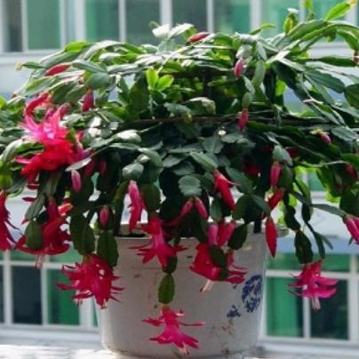 夜兰突破必备!高效收集攻略,解锁全新元素之力 夜兰突破必备!高效收集攻略,解锁全新元素之力