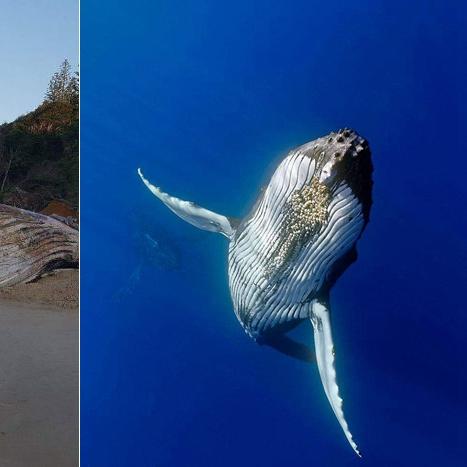 《死亡搁浅2》独行指挥官无BT路线攻略揭秘! 《死亡搁浅2》独行指挥官无BT路线攻略揭秘!