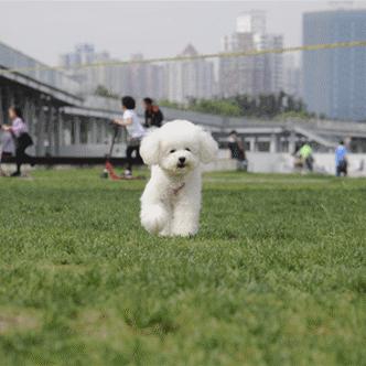 萌宠牵绳闯关大挑战,《快到碗里来》预约开启抢先体验 萌宠牵绳闯关大挑战,《快到碗里来》预约开启抢先体验