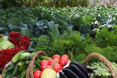 《大掌柜庄园新启》畅享种菜乐趣，解锁悠闲田园生活