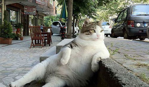 《剑星》猫咪展攻略:独家揭秘拍照圣地,解锁猫咪摄影新境界 《剑星》猫咪展攻略:独家揭秘拍照圣地,解锁猫咪摄影新境界