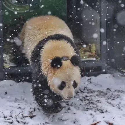 《怪物猎人崛起》1.1.1领地战新影像曝光：领地争夺战策略解析攻略