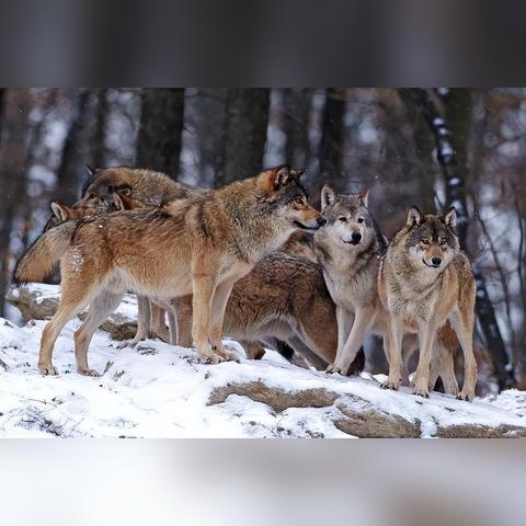 《饿狼传说》群狼之城起身攻略:破解对手起身技巧揭秘 《饿狼传说》群狼之城起身攻略:破解对手起身技巧揭秘