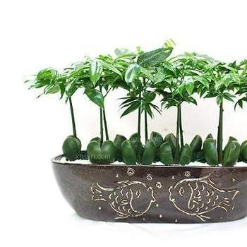 炉石传说世界之树猎卡组攻略：揭秘首日TOP5灌猎制胜秘籍