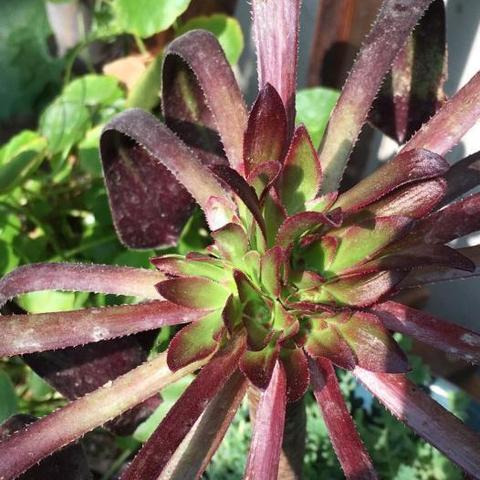 《上古卷轴4重制版》法师攻略：高效法师玩法技巧揭秘