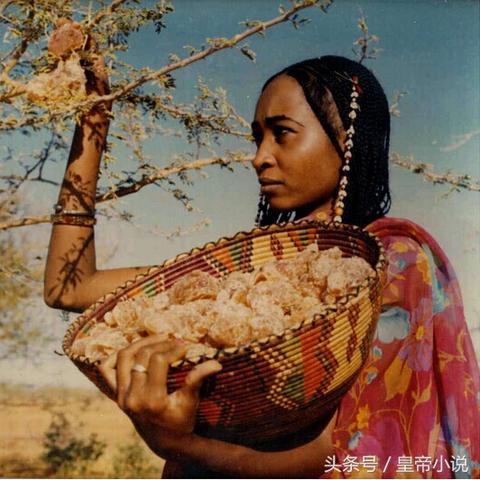 《苏丹奇遇》命运商店速解秘籍，解锁新篇章！