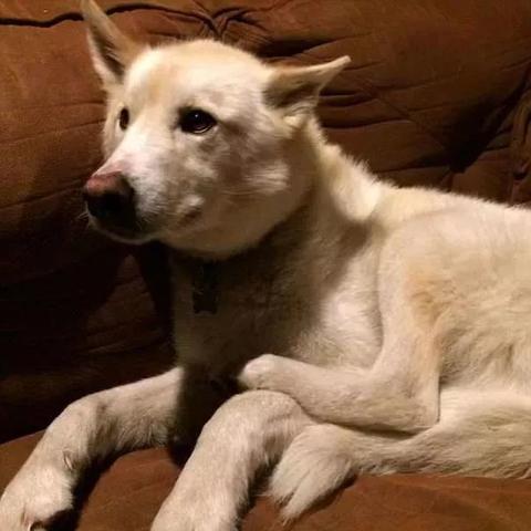 《冒险狗2》抢先体验，9元特惠，畅玩探险新体验