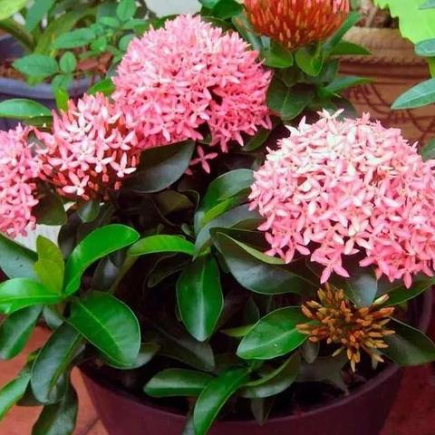 园艺技能速成攻略:揭秘高效提升新秘籍 园艺技能速成攻略:揭秘高效提升新秘籍