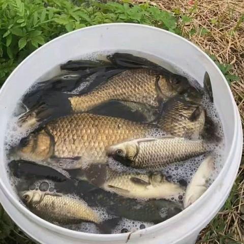 荒野大鱼钓法攻略:揭秘高效捕捞技巧 荒野大鱼钓法攻略:揭秘高效捕捞技巧