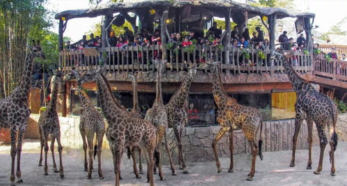 多元建筑盛宴，探秘《动物园之星》内测奇观