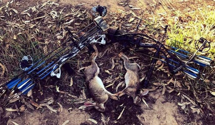 昔日猎手逆袭记:惨猫猫终成狩猎传奇 昔日猎手逆袭记:惨猫猫终成狩猎传奇