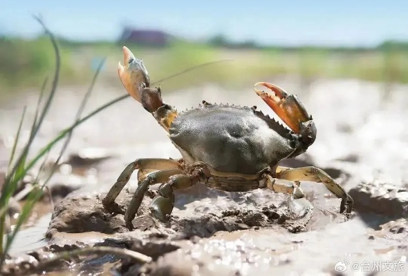 古盏蟹捕捞攻略:荒野秘境捕捉技巧大揭秘 古盏蟹捕捞攻略:荒野秘境捕捉技巧大揭秘