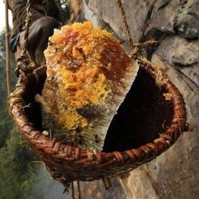 《怪物猎人荒野》蜂蜜高效采集技巧解析，轻松解锁新技能